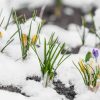 5 Winter Landscaping Tips to Prepare Your Lawn in Spring