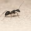 8 Tips on How to Get Rid of Ants in the Bathroom Sink